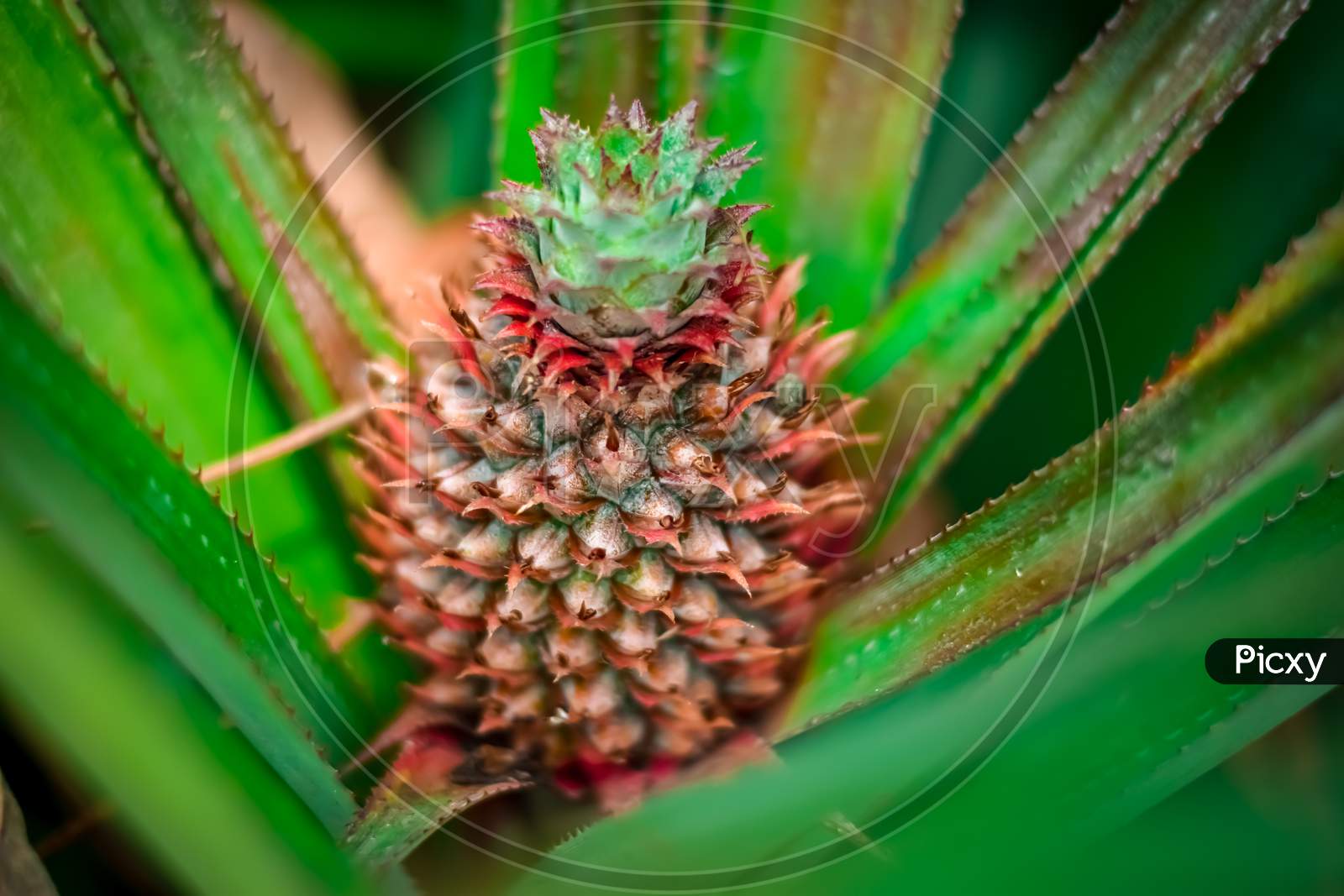 Close up shot of growing pineapple