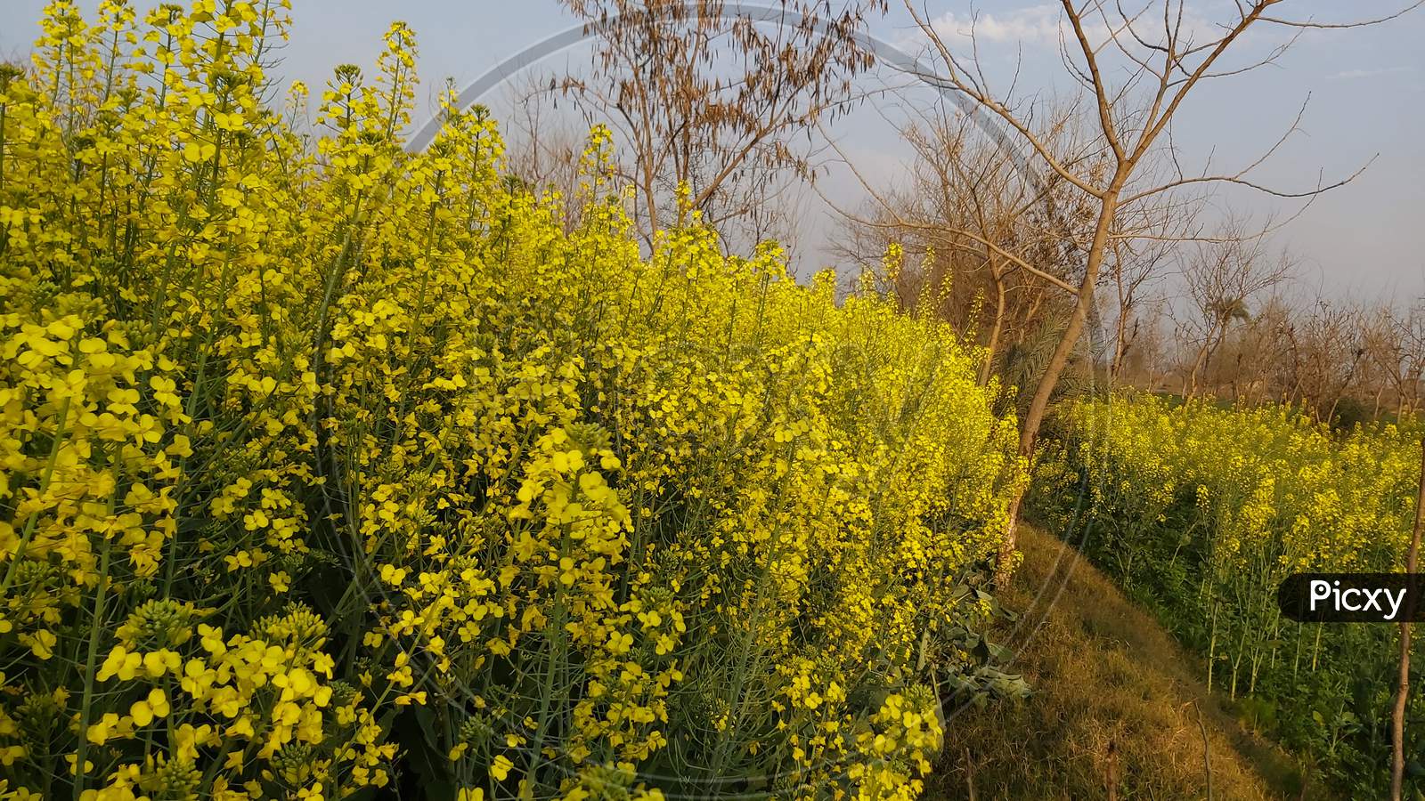 Yellow Mustered Blossoming Flowers In The Field