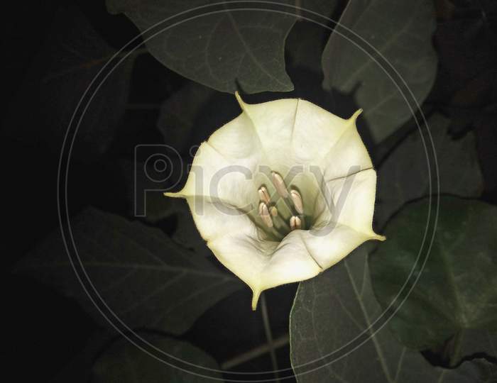 This Is Datura Innoxia Flower At Night Time. This Is A Herbal Medicine.