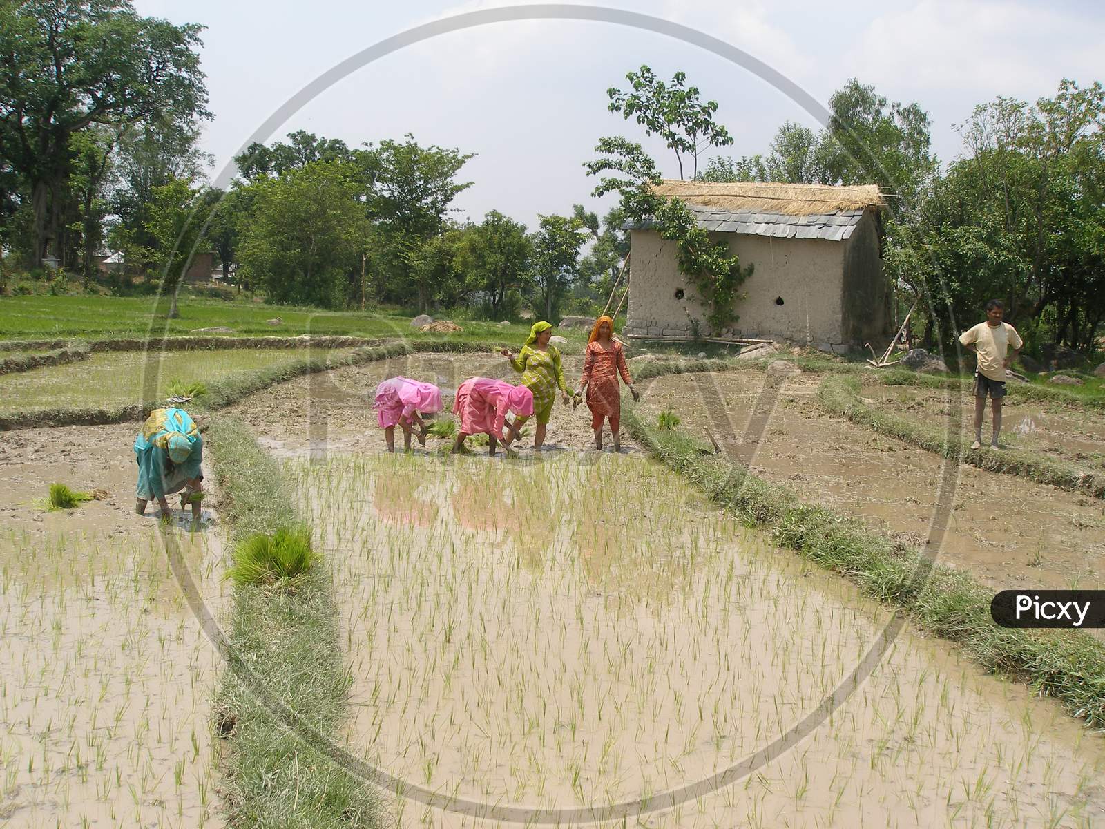 People planting rice in the field.