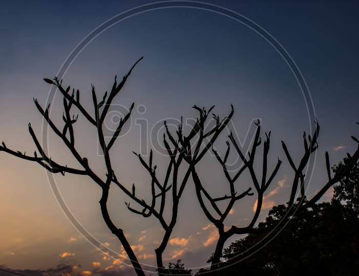 Silhouette Of Leafless Tree Branches Over an Sunset Sky in Background