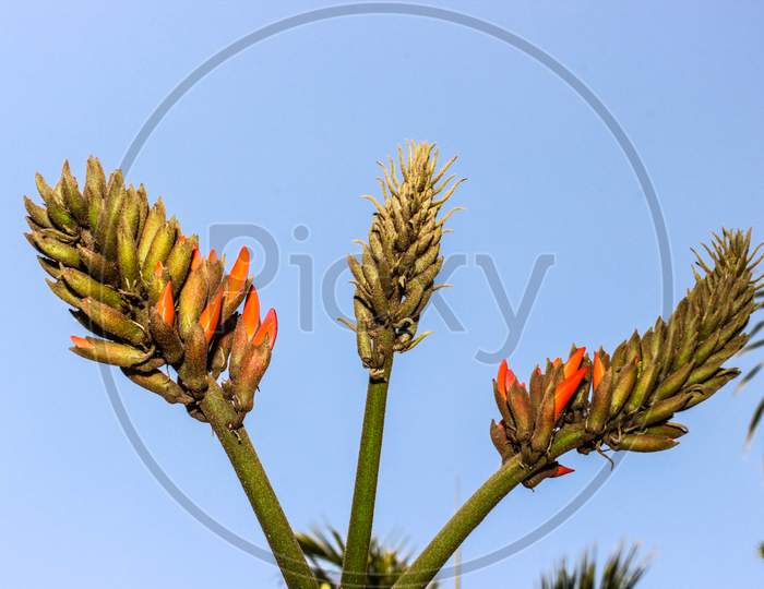 Leafs of a Plant With Blue Sky In Background