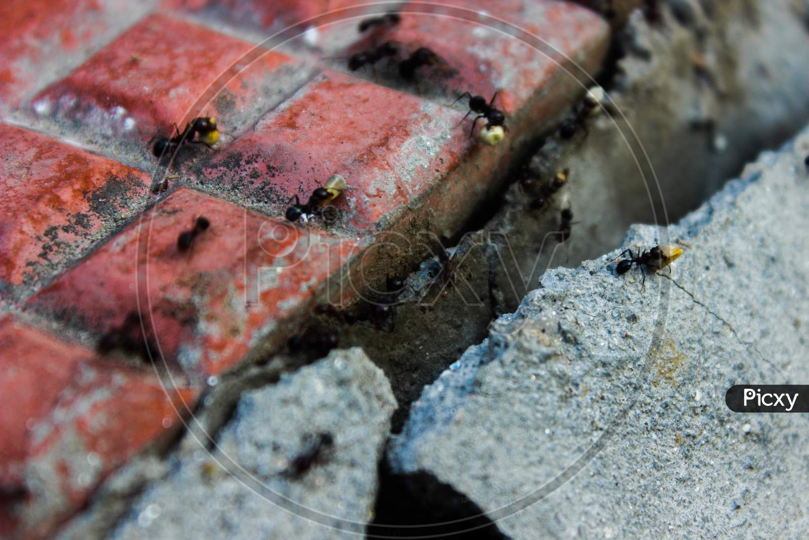Ants On a Footpath Tiles  Closeup
