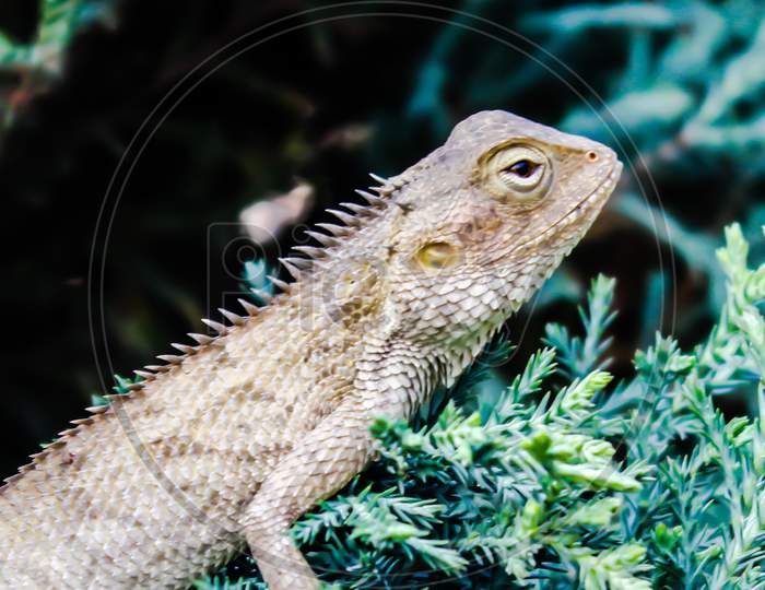 A picture of lizard