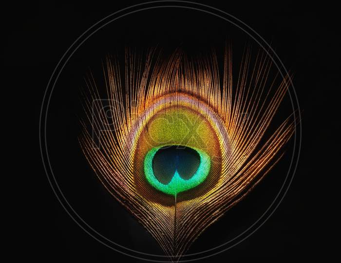 a charming beautiful colorful gorgeous photo of an peacock feather in the black background