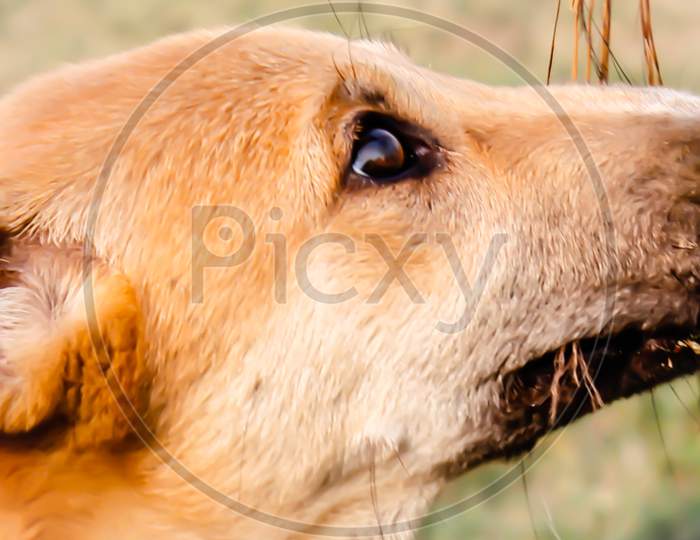 A picture of dog
