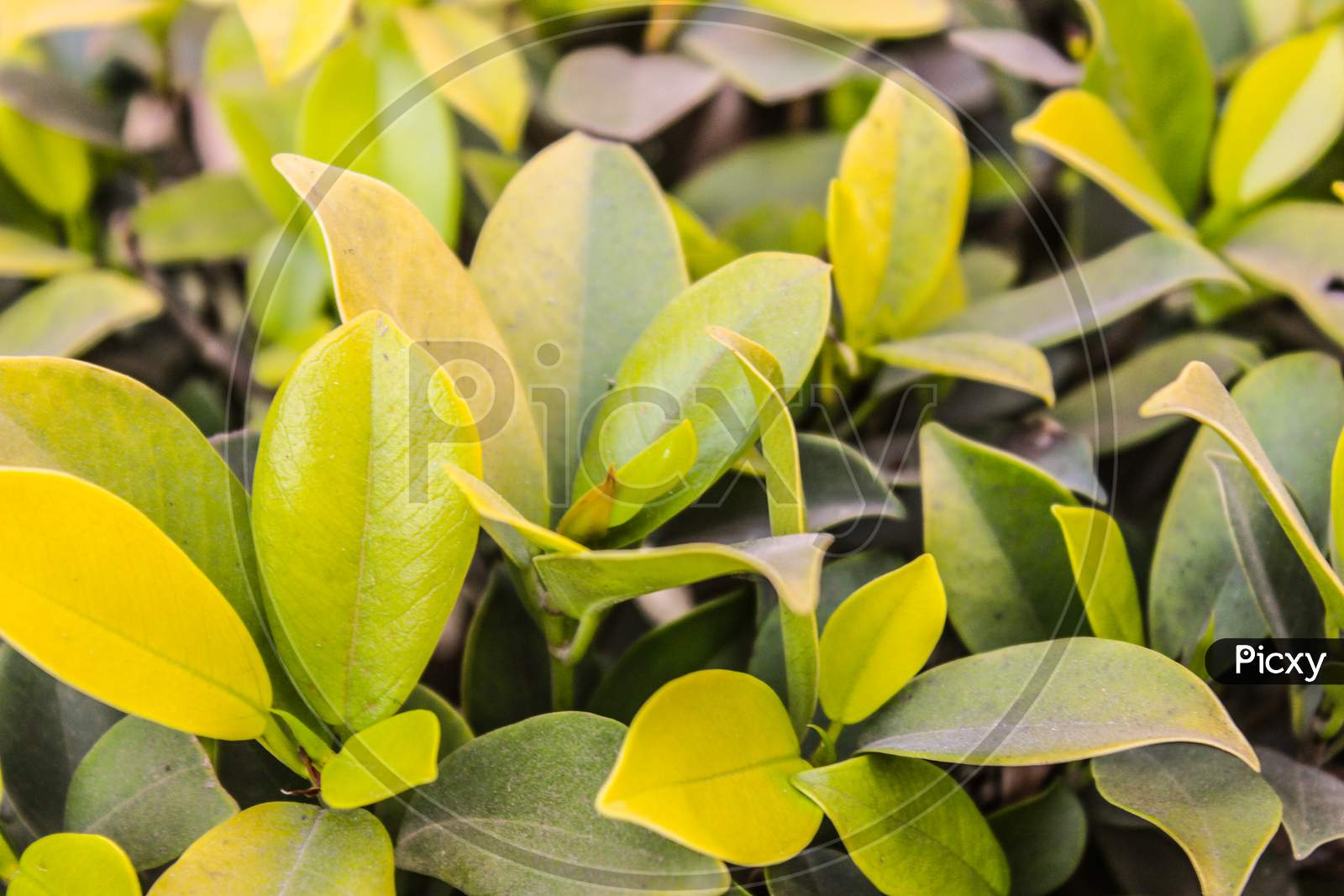 Leafs Of Plant Closeup Forming a Background