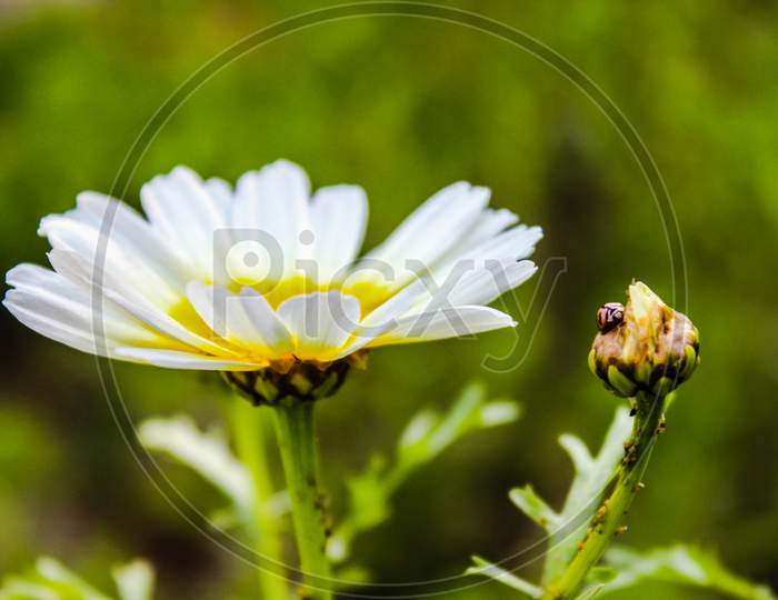 A picture of flower