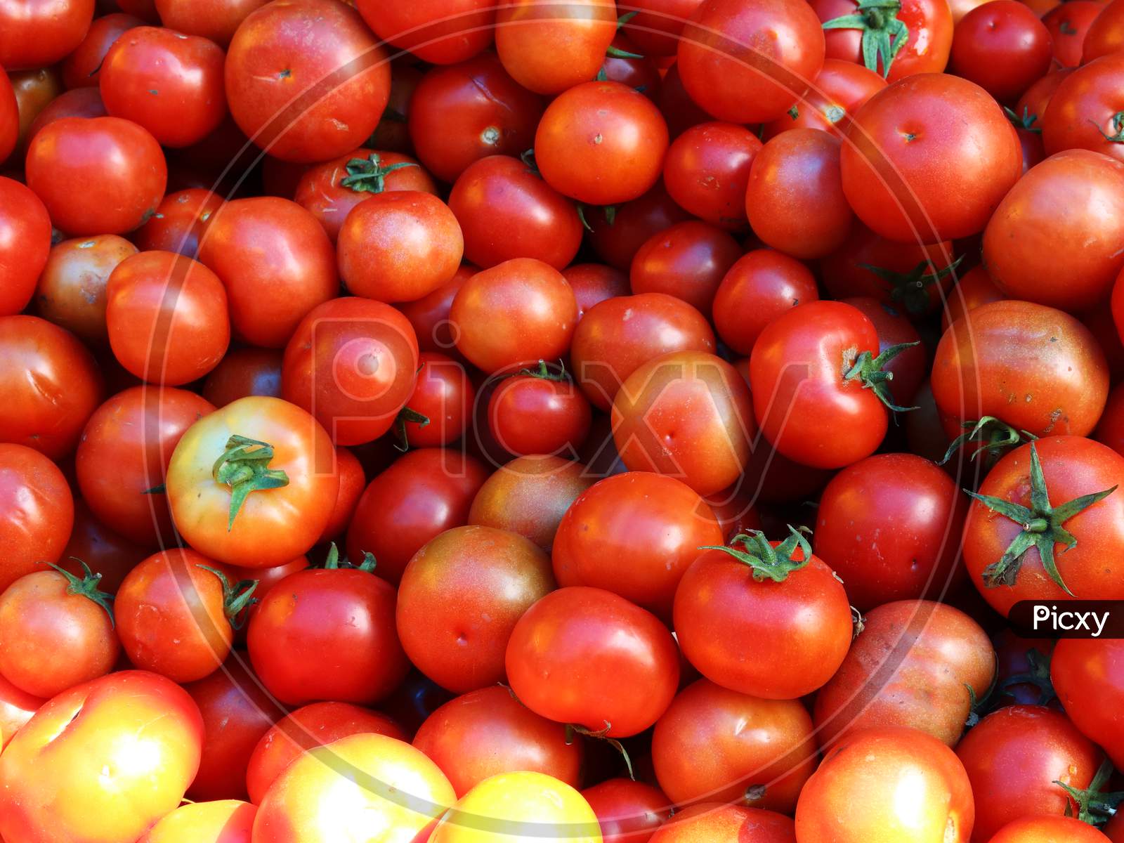 Red country tomato in local vegetable market in India