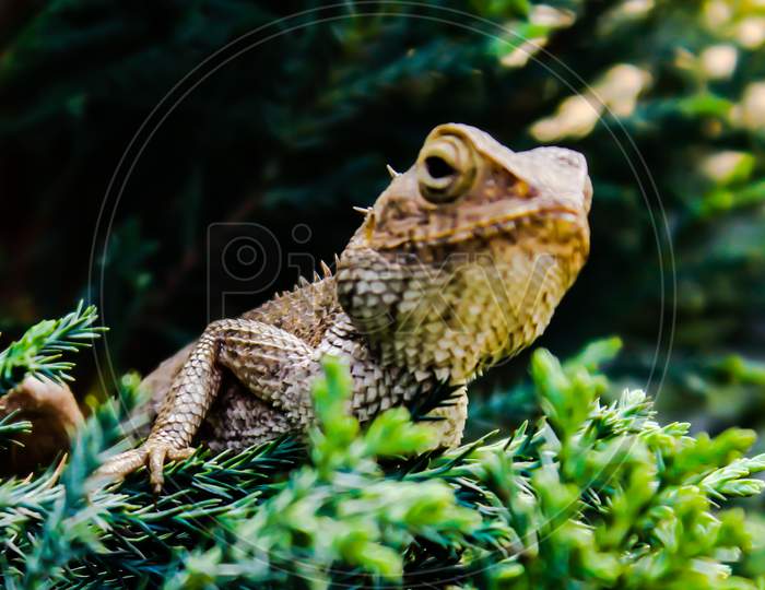 A picture of lizard
