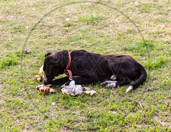 Stray Dog Eating Something At a Park Lawn