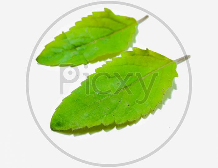 Green Leaf Over an isolated White Background