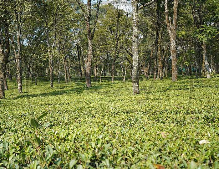 A view of tea garden in Palampur Himachal Pradesh.