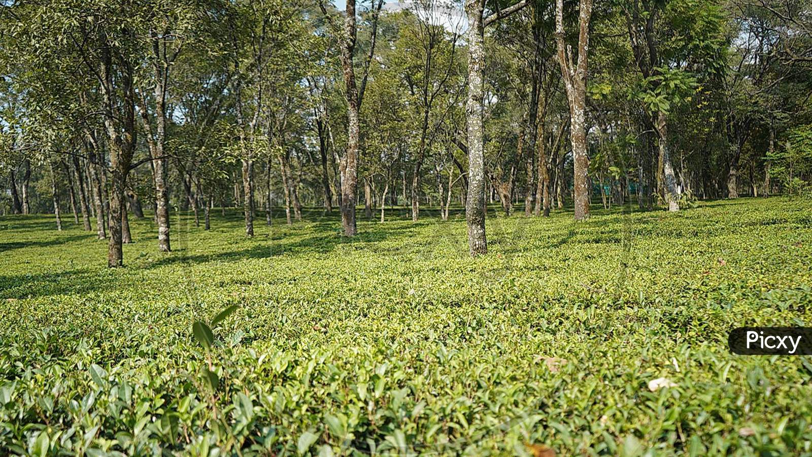 A view of tea garden in Palampur Himachal Pradesh.