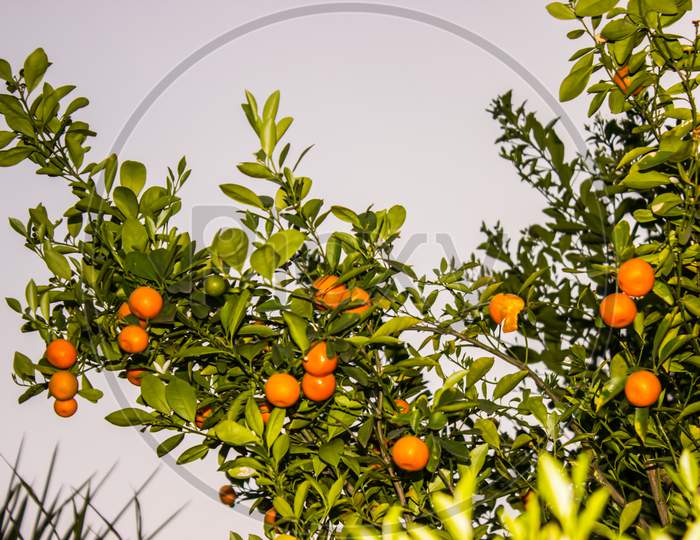 Orange Fruit Growing on Plant