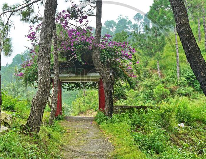 Beautiful ever view of garden in Himachal Pradesh.