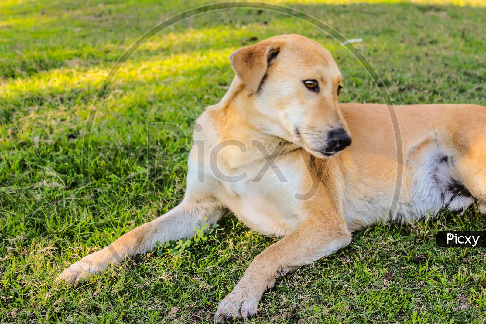 Labrador Retriever Dog In an Lawn Garden