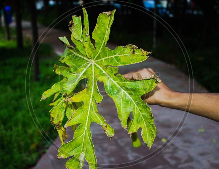 Leaf Of Papaya Tree  Holding  In Hand