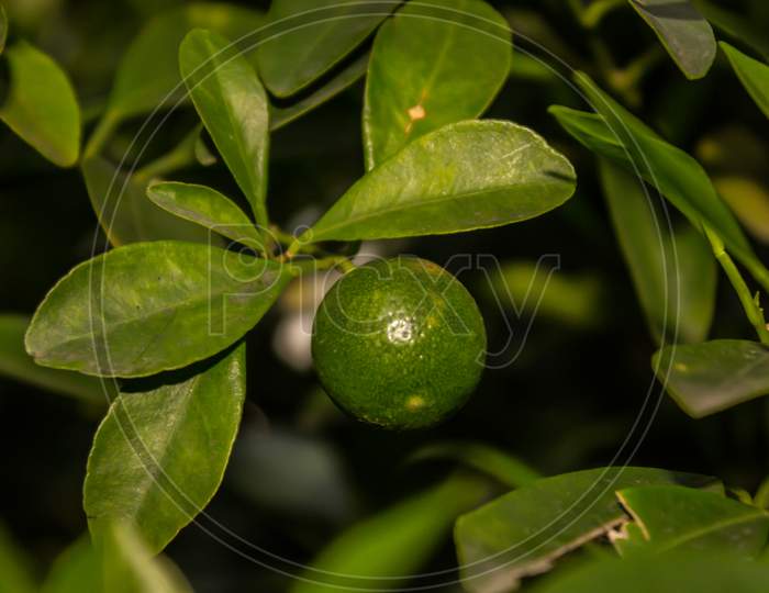 Lemon Growing On Plant Closeup