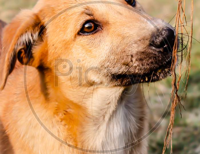 A picture of dog
