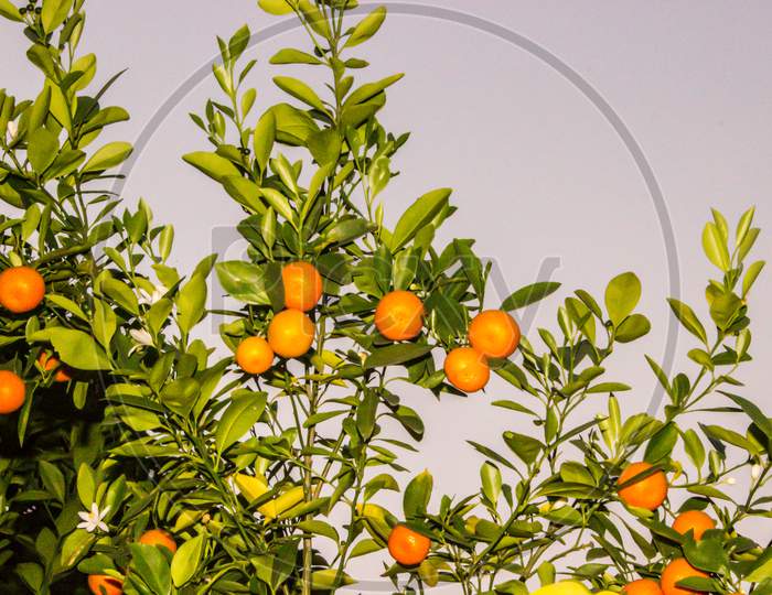 Orange Fruits To a plant