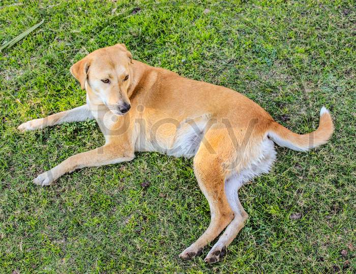 Labrador Retriever Dog In an Lawn Garden