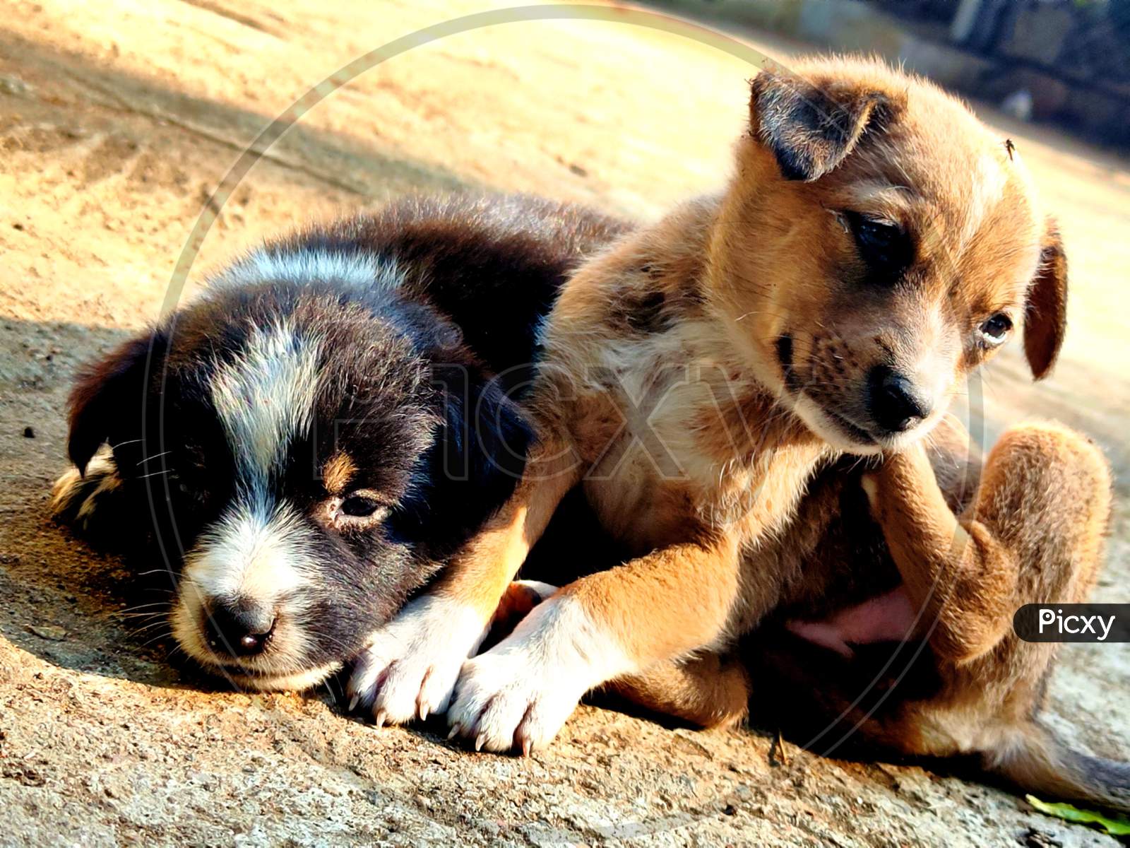 Cute two puppies