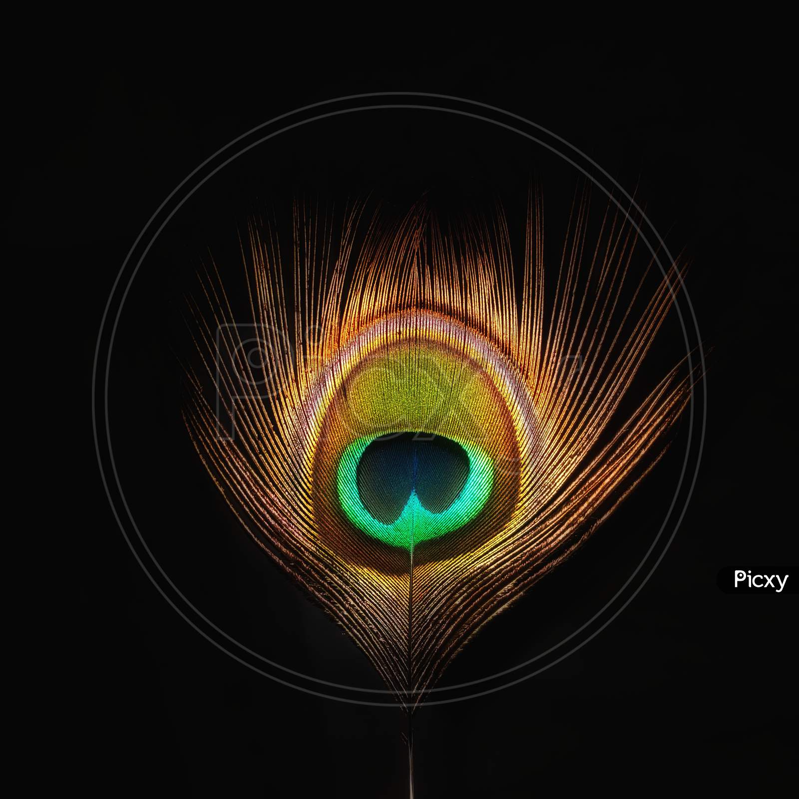 a charming beautiful colorful gorgeous photo of an peacock feather in the black background