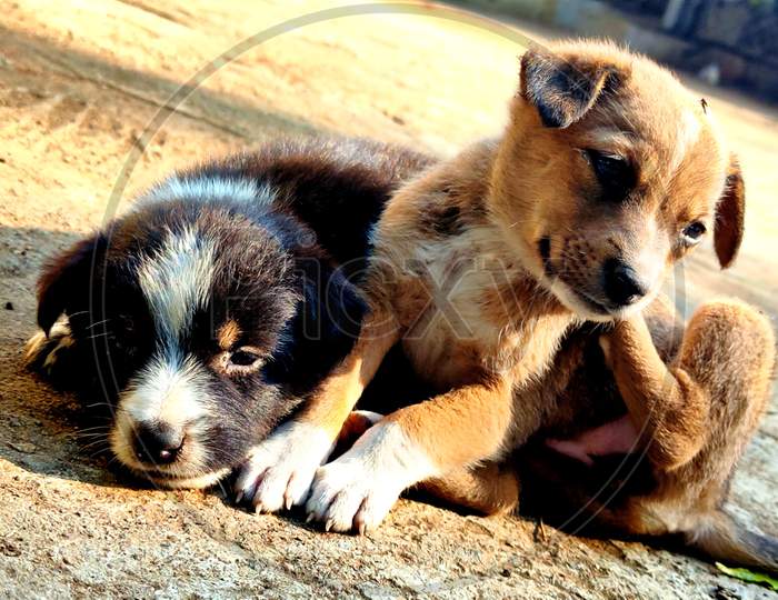 Cute two puppies