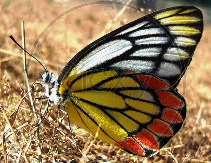 Close up view of butterfly.