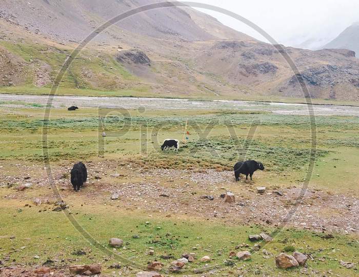 A view of grass land in Himachal where animals are grazing.