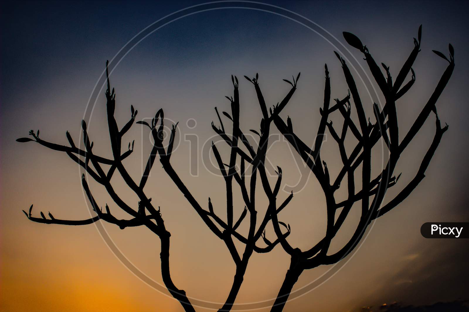 Silhouette Of Leafless Tree Branches Over an Sunset Sky in Background