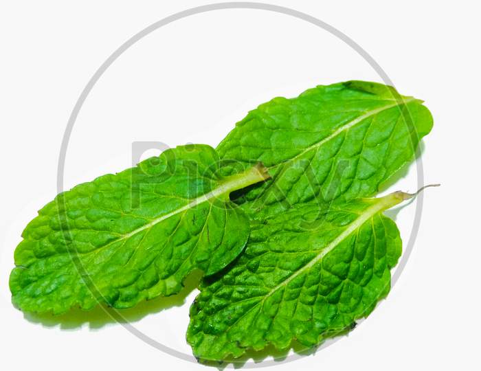 Green Mint Leafs Over an Isolated White Background