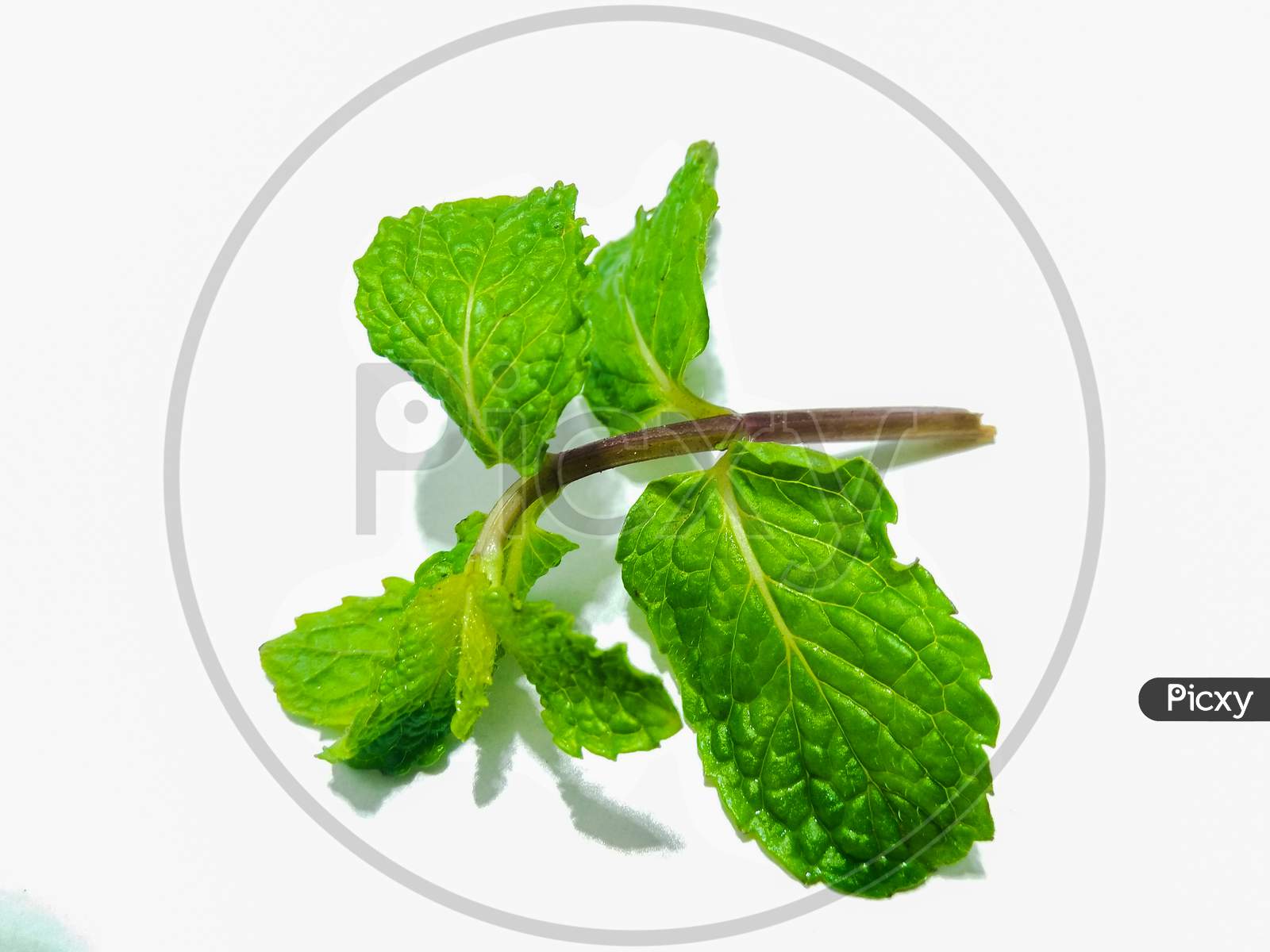 Green Mint Leafs Over an Isolated White Background