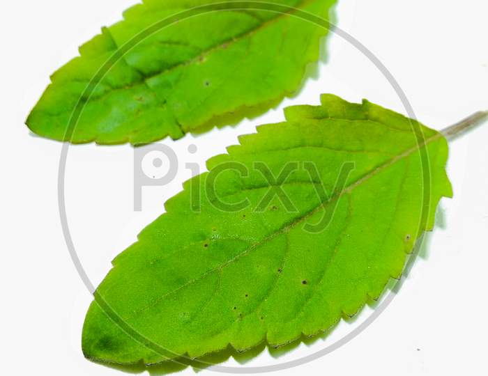 Green Leaf Over an isolated White Background