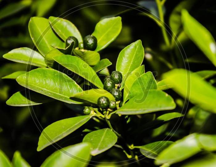 Green Lemons Growing To Trees in an Garden Closeup