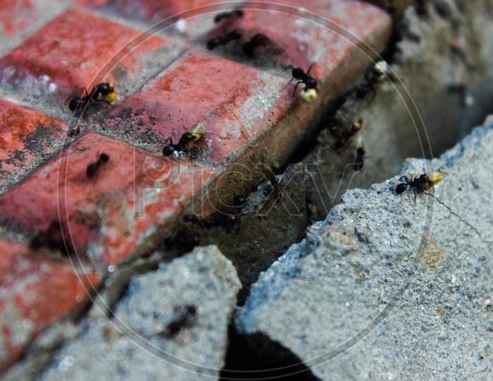 Ants On a Footpath Tiles  Closeup