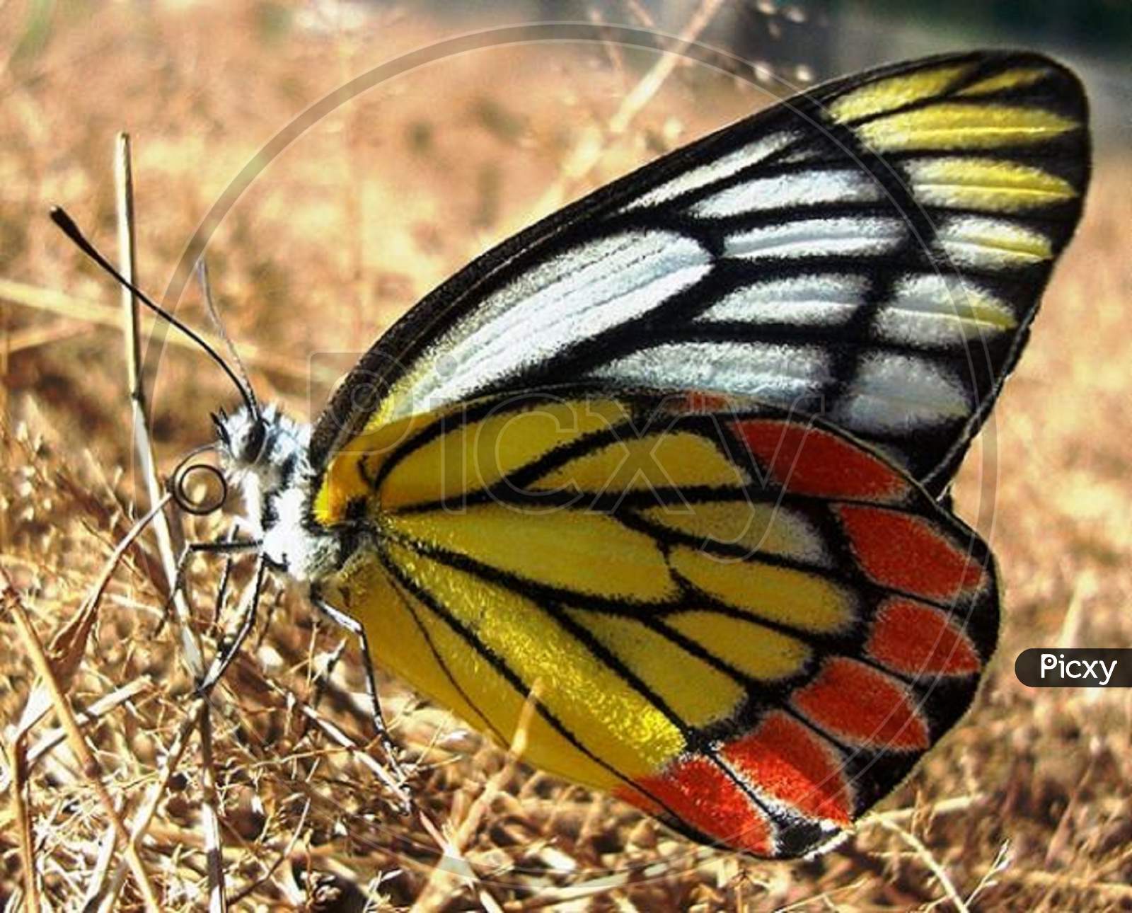 Close up view of butterfly.