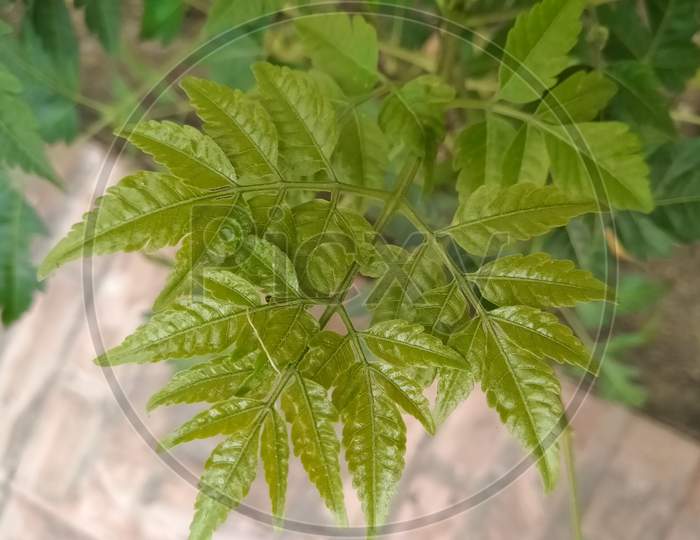 Neem Leaves Closeup