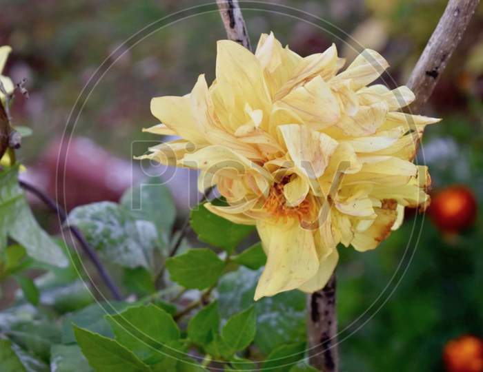 Yellow Flower in Garden Stock Photos.Netarhat, Jharkhand 2020