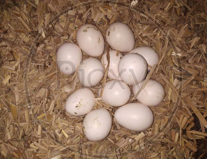 Eggs Laid By Hen