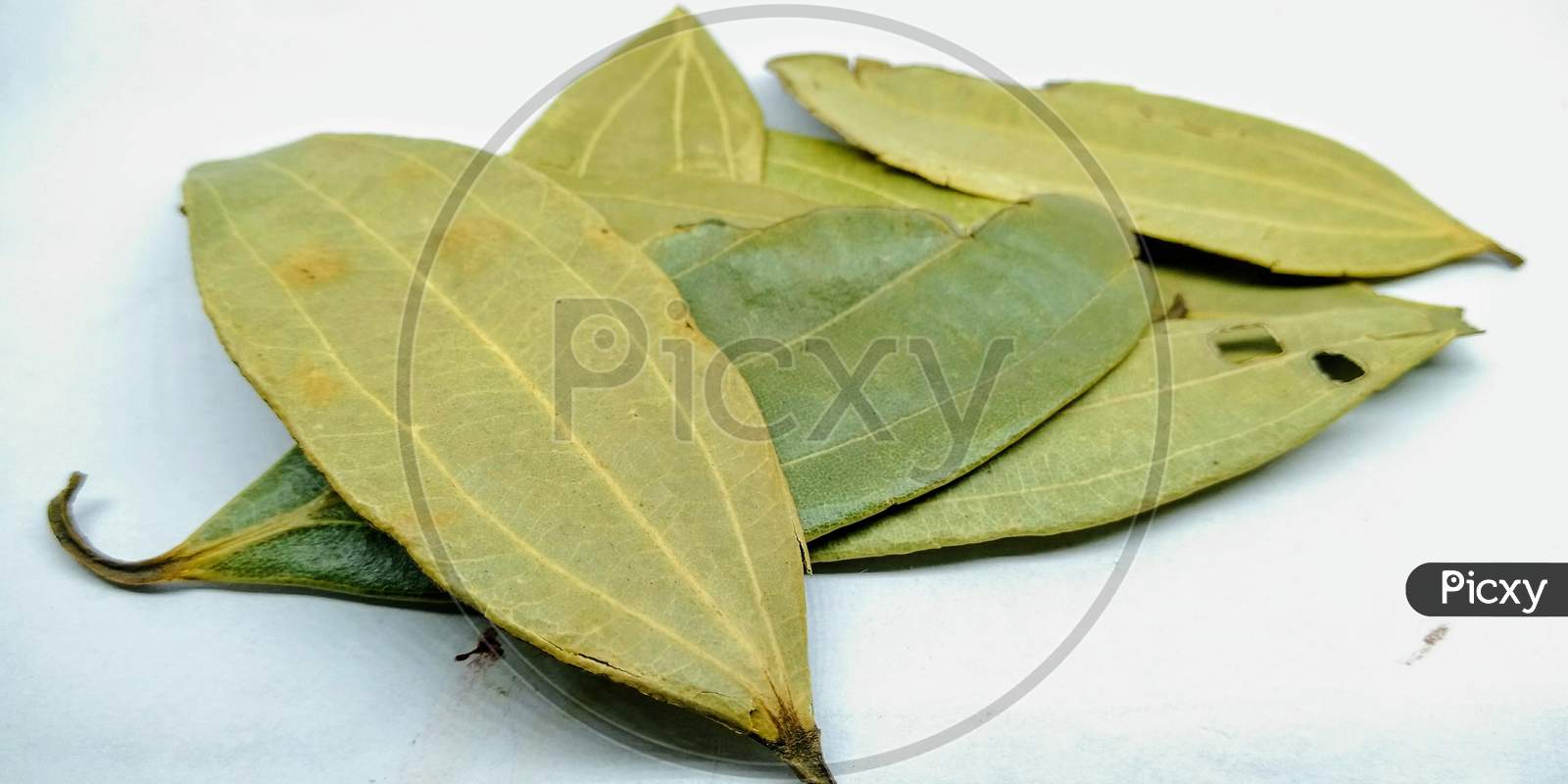Bay Leaf Or Spice Leaf Or Biryani  Leaf Closeup