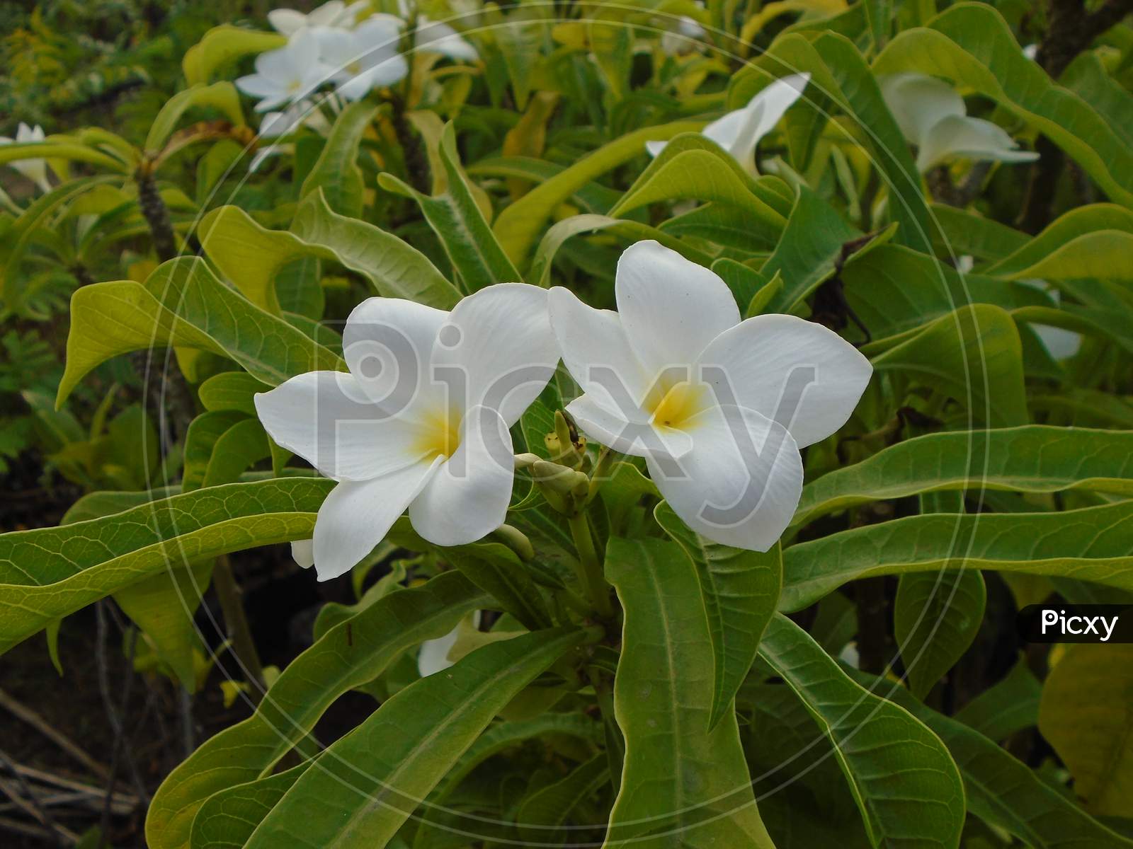 Photo of two white flowers with background of the green leaves