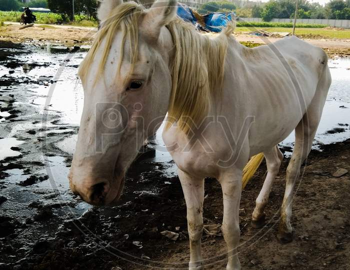 White Horse In an Cattle Shed