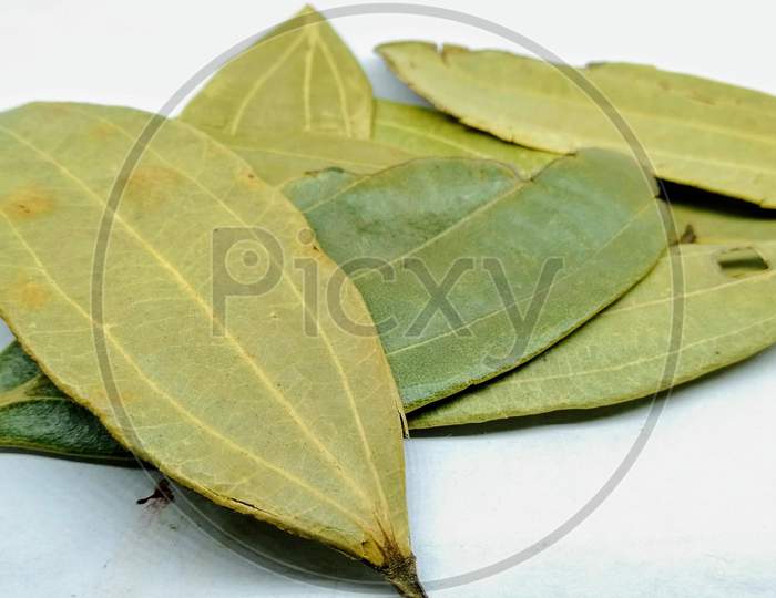 Bay Leaf Or Spice Leaf Or Biryani  Leaf Closeup