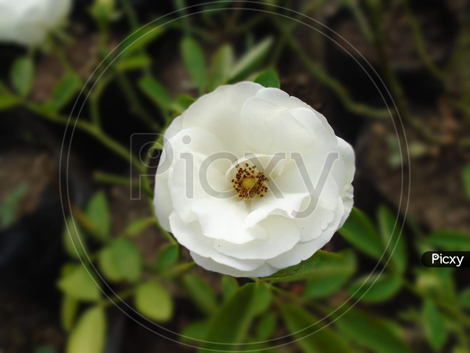 Photo of a beautiful white rose flower with green leaves background