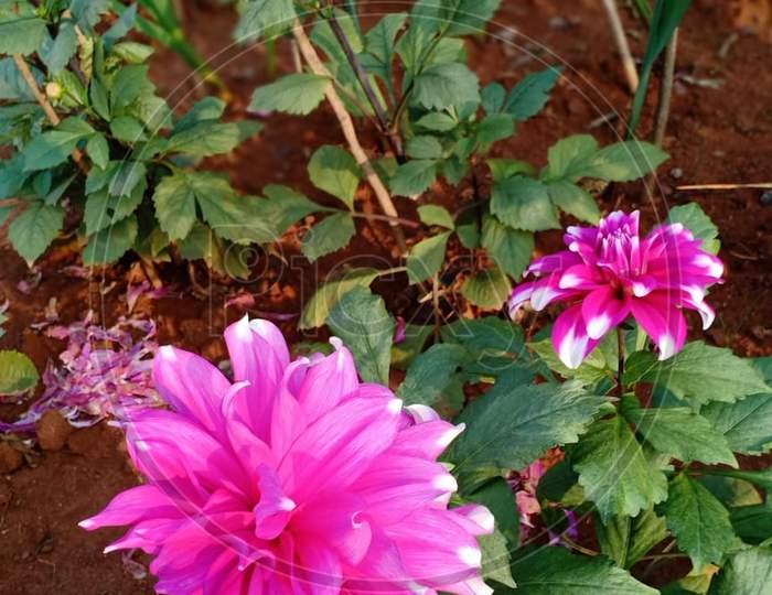 Beautiful Flower .This Photo Is Taken In Ranchi,Jharkhand ,India 2020