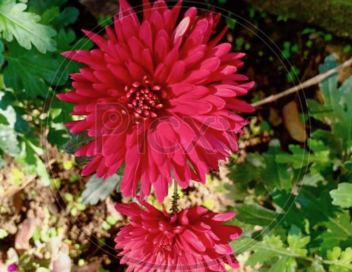 Red Flower in Garden Stock Photos.Netarhat, Jharkhand 2020