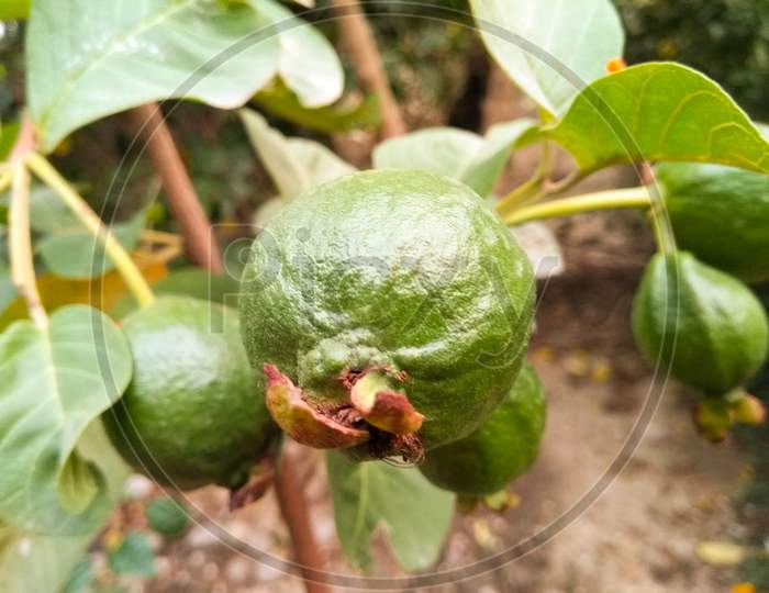 Guava Or Common Guava Fruit Growing On Tree