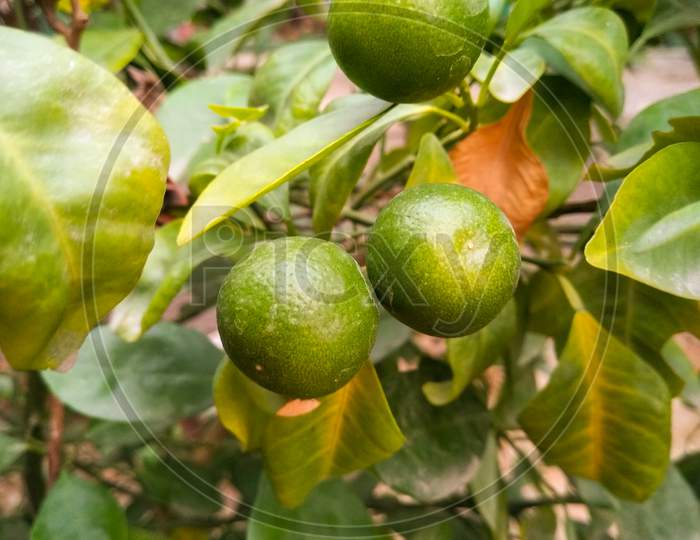 Green Lemons Growing in Plant at a House Garden
